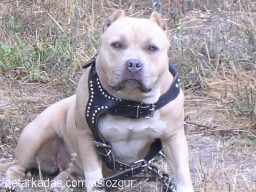 asi Dişi Amerikan Pitbull Terrier