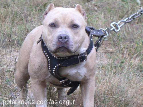 asi Dişi Amerikan Pitbull Terrier