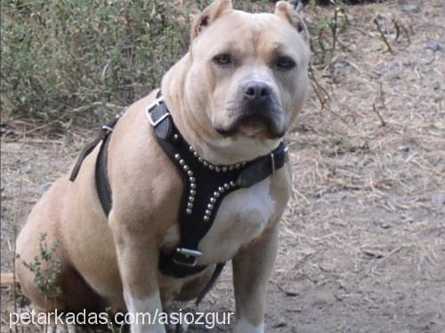 asi Dişi Amerikan Pitbull Terrier