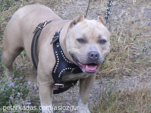 asi Dişi Amerikan Pitbull Terrier