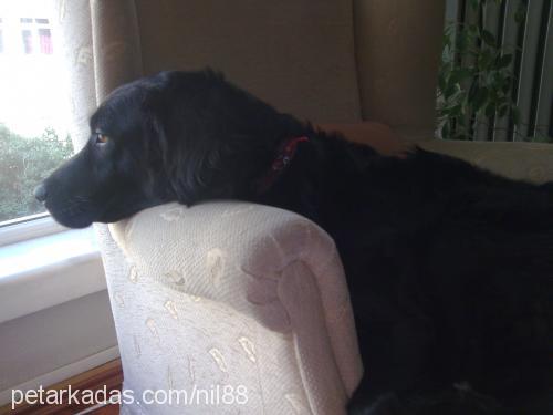 kömür Dişi Flat Coated Retriever