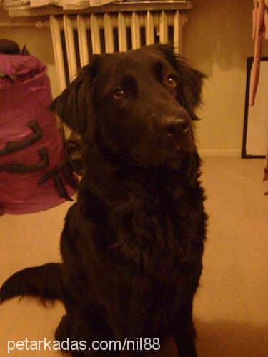 kömür Dişi Flat Coated Retriever