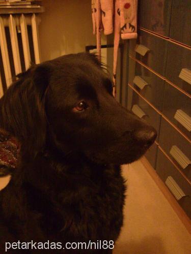 kömür Dişi Flat Coated Retriever