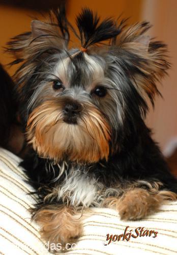 rebecca Dişi Yorkshire Terrier