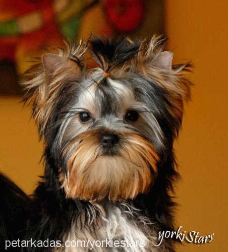 rebecca Dişi Yorkshire Terrier