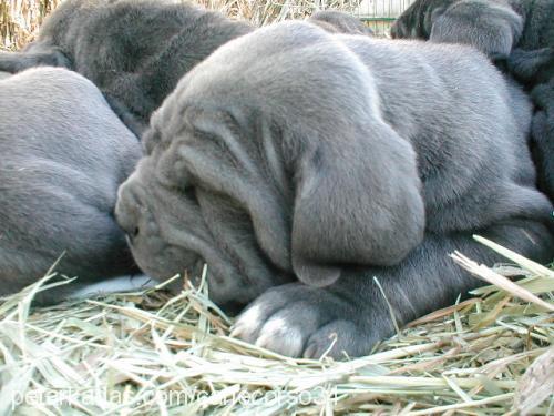 bebisler Erkek Napoliten Mastiff