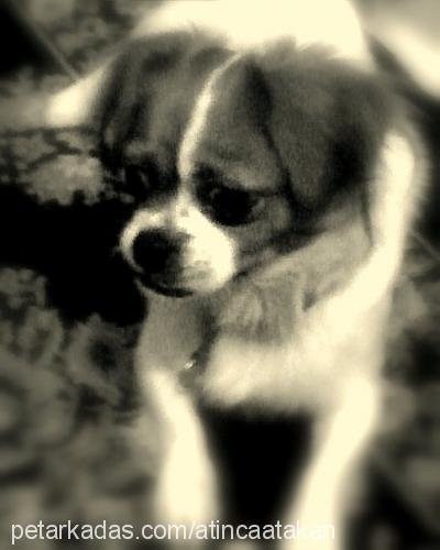 maya Dişi Cavalier King Charles Spanieli