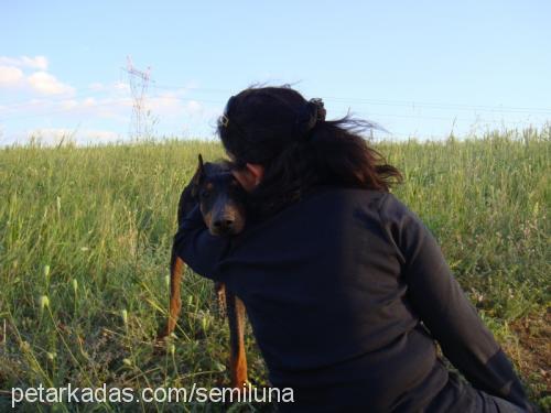 dela Dişi Doberman Pinscher