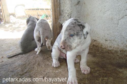 venushuanjunior Erkek Great Dane (Danua)