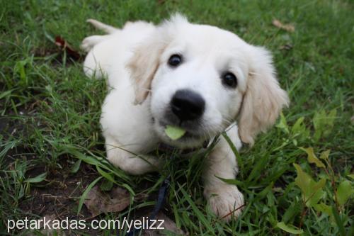 odin Erkek Golden Retriever