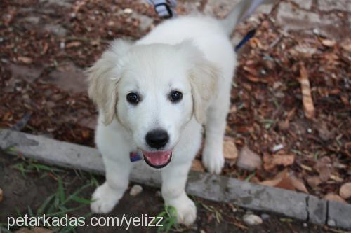 odin Erkek Golden Retriever