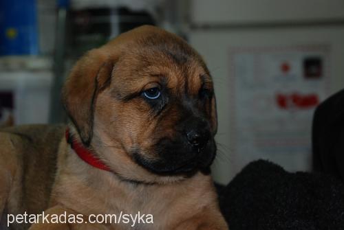 syka Dişi Bandogge Mastiff