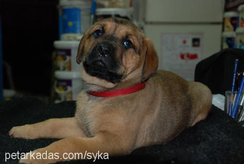 syka Dişi Bandogge Mastiff