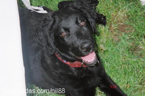 kömür Dişi Flat Coated Retriever