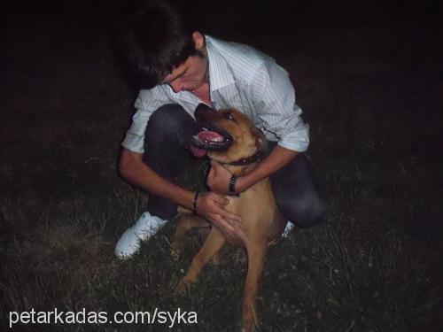 syka Dişi Bandogge Mastiff