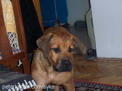 syka Dişi Bandogge Mastiff