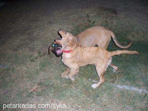 syka Dişi Bandogge Mastiff