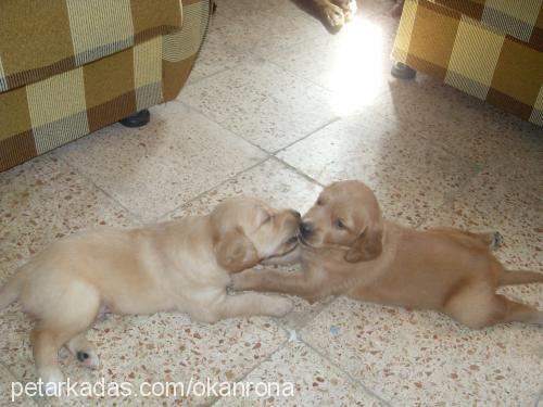 rona Dişi Golden Retriever