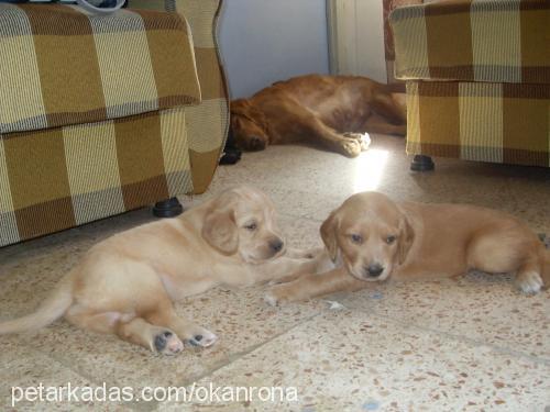 rona Dişi Golden Retriever