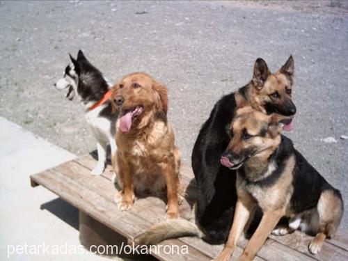 rona Dişi Golden Retriever