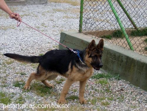 ruby Dişi Alman Çoban Köpeği