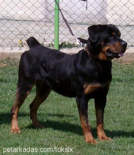 rex Erkek Rottweiler