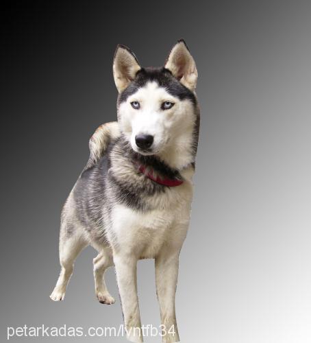 cesİ Dişi Sibirya Kurdu (Husky)