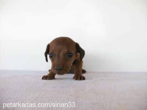 nazmiye Dişi Dachshund