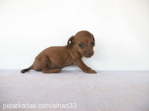 nazmiye Dişi Dachshund