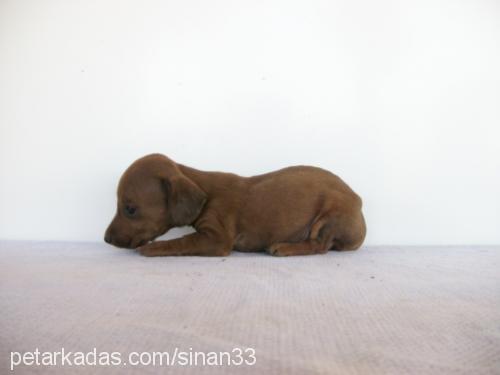 nazmiye Dişi Dachshund