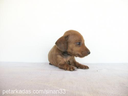 nazmiye Dişi Dachshund