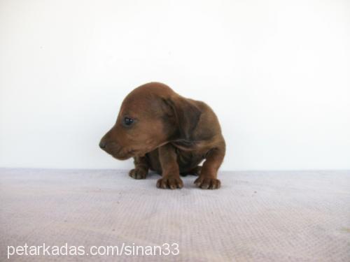 nazmiye Dişi Dachshund