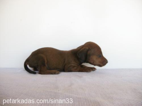 nazmiye Dişi Dachshund