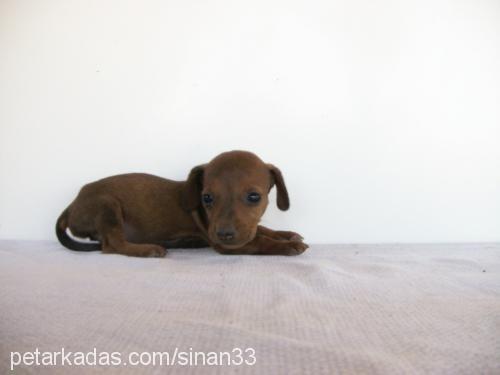 nazmiye Dişi Dachshund