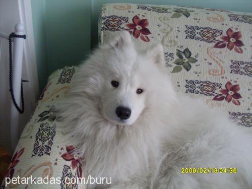 sciff Erkek Samoyed