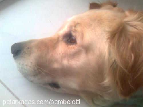 Şeker Dişi Golden Retriever