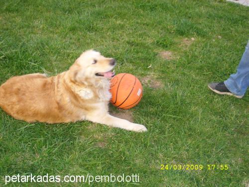 Şeker Dişi Golden Retriever