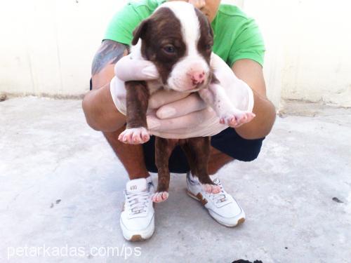 zeus Dişi Amerikan Staffordshire Terrier