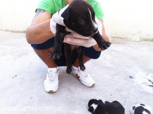 zeus Dişi Amerikan Staffordshire Terrier