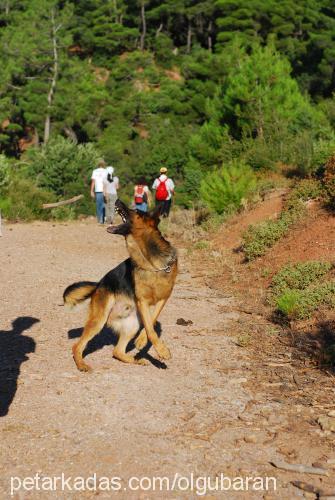 bab Erkek Alman Çoban Köpeği