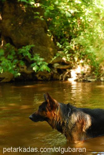 bab Erkek Alman Çoban Köpeği