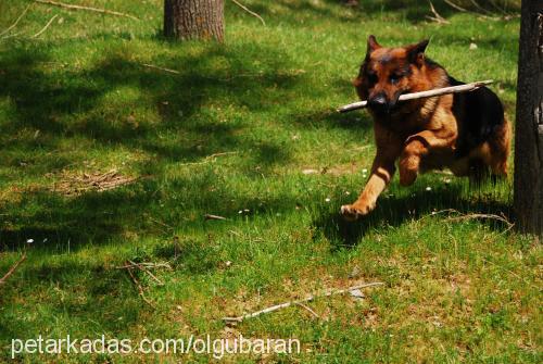 bab Erkek Alman Çoban Köpeği