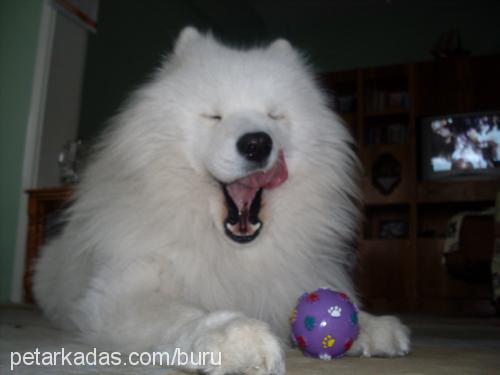 sciff Erkek Samoyed