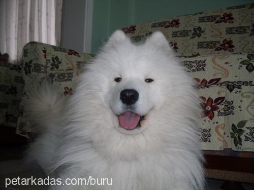 sciff Erkek Samoyed