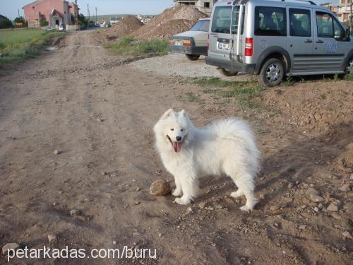 sciff Erkek Samoyed