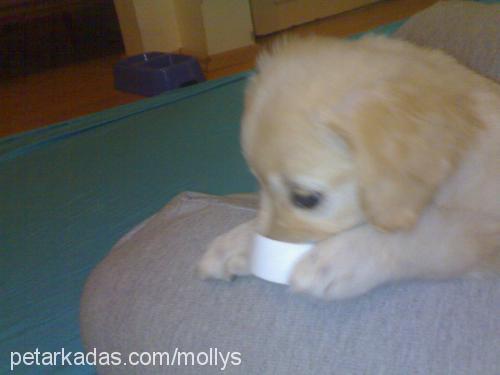 molly Dişi Golden Retriever