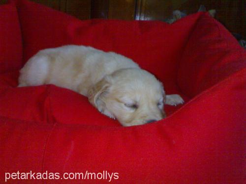 molly Dişi Golden Retriever