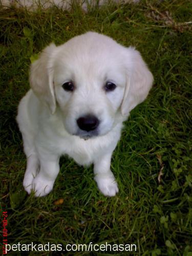 leydi Dişi Golden Retriever