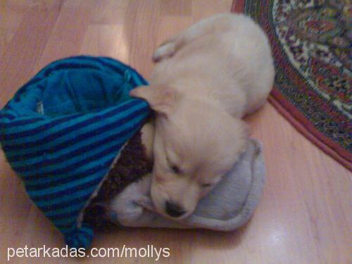 molly Dişi Golden Retriever