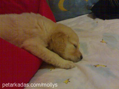 molly Dişi Golden Retriever